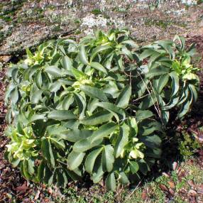 Helleborus argutifolius - Hellébore de Corse