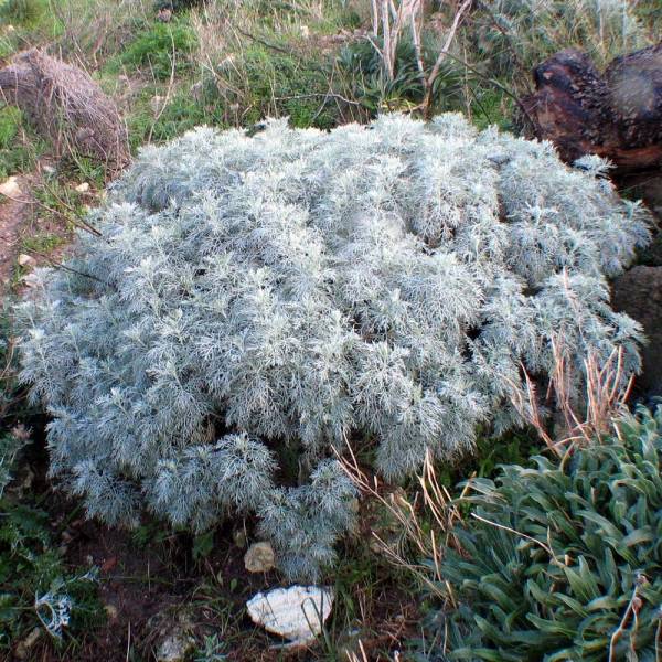 Artemisia arborescens 'Porquerolles' - Armoise arborescente Artemisia arborescens 'Porquerolles' - Armoise arborescente