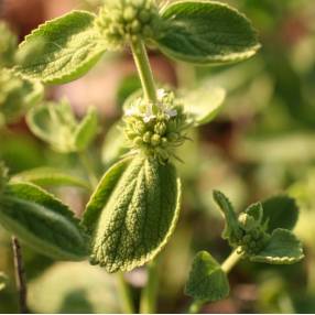 Marrubium bourgaei - Marrube