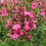 touffe de Salvia 'Flamenco Rose' - Sauge arbustive rose 