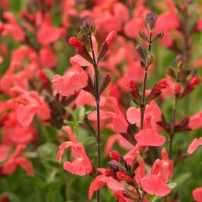 touffe de Salvia 'El Duranzo' - Sauge arbustive orange