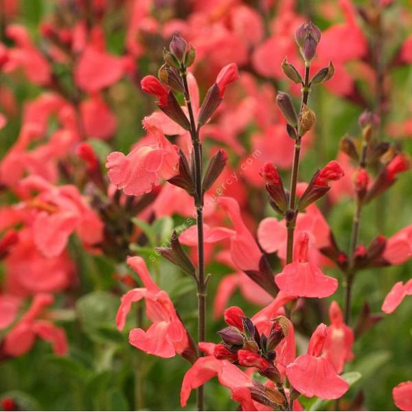 touffe de Salvia 'El Duranzo' - Sauge arbustive orange