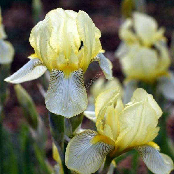 Iris variegata f. flavescens