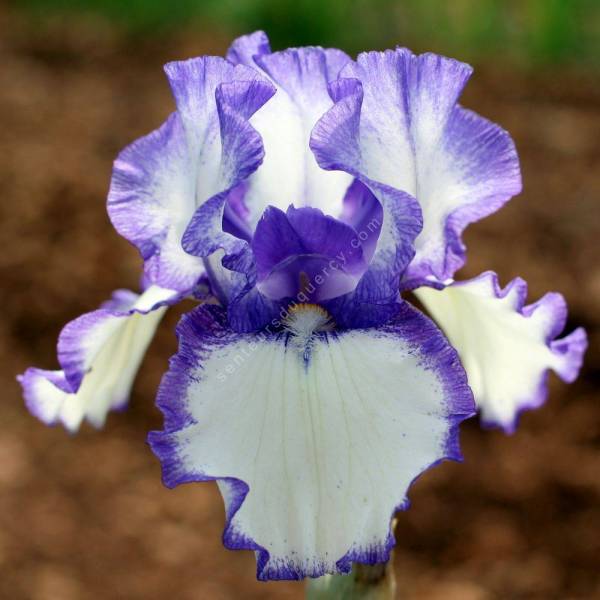 Iris 'Classic Look'