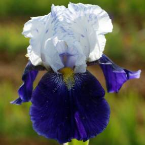 Iris 'Night Edition'