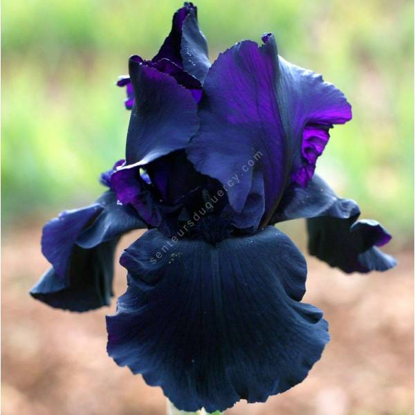 Iris 'Black Tie Affair' Iris 'Black Tie Affair'