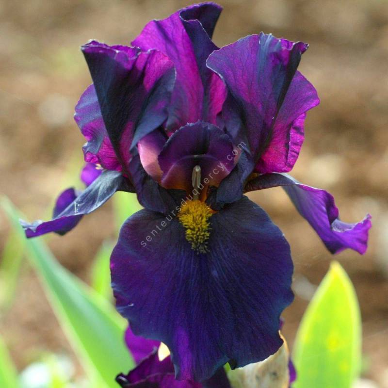 Iris 'Men in Black'
