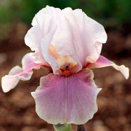 Iris 'Cameo Wine'.