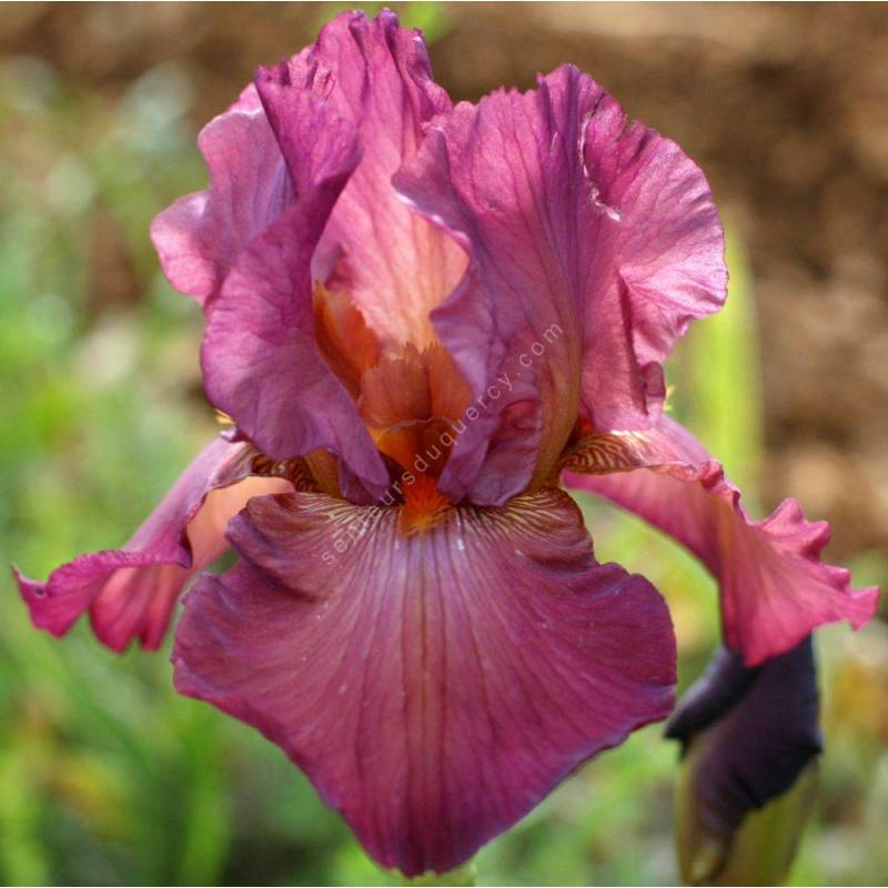 Iris 'Lady Friend'