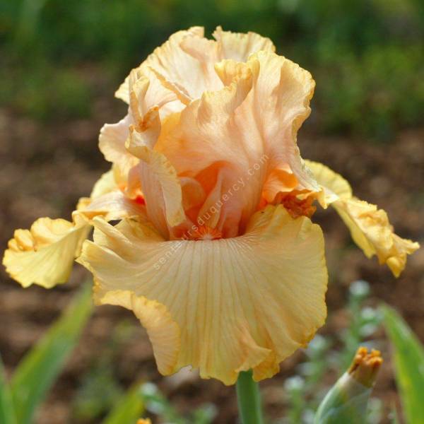 Iris 'Big Squeeze'