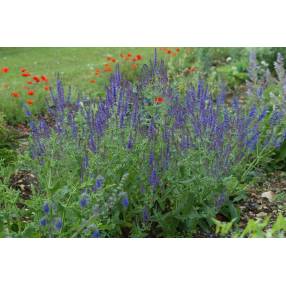 Touffe fleurie de Sauge amplexicaule au soleil