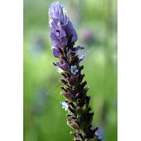 Lavandula dentata, Lavande Anglaise