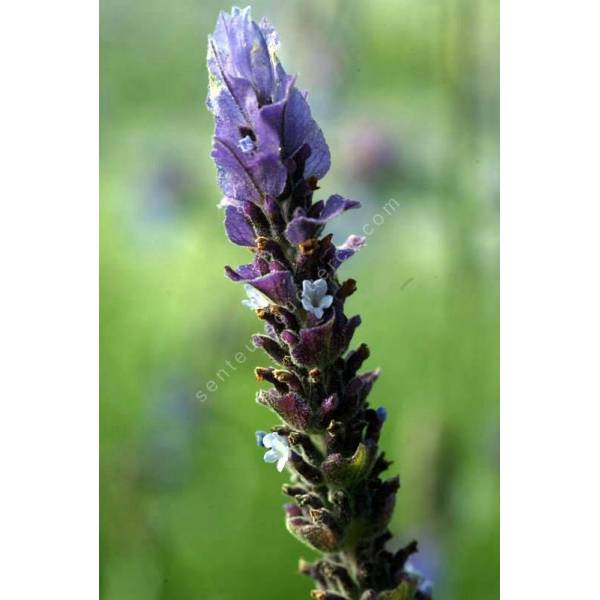 Lavandula dentata, Lavande Anglaise