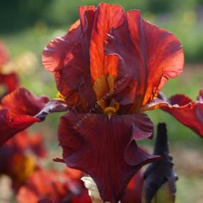 Iris 'Gallant Moment'