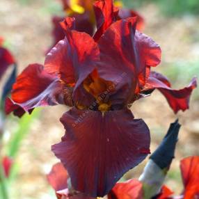 Iris 'Gallant Moment'