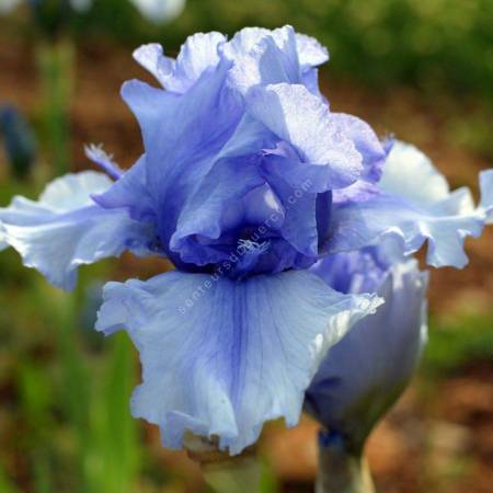 Iris 'Bye Bye Blues'