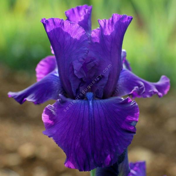 Iris 'Loyalist'