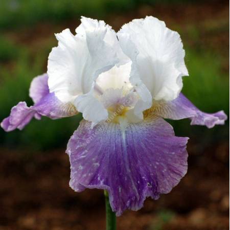 Iris 'Jazzed Up'