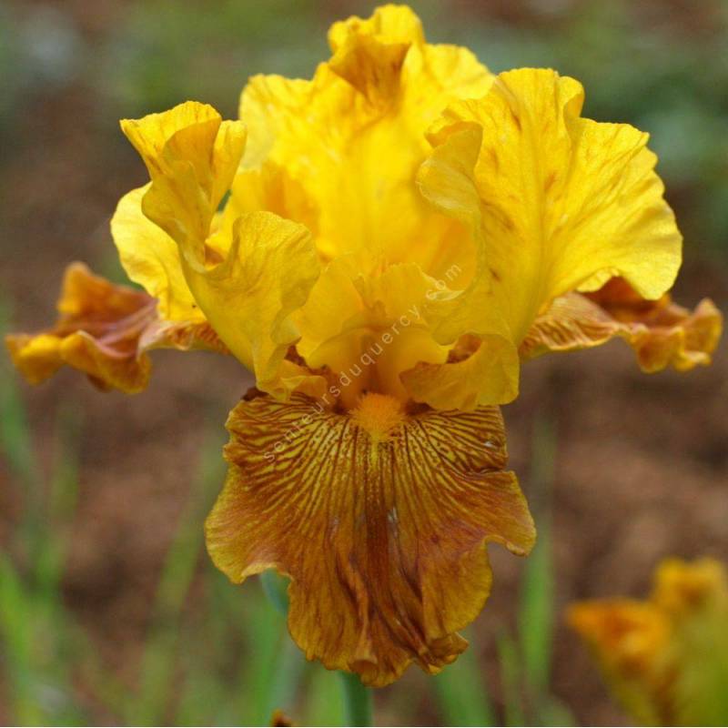 Iris 'Copper Capers'