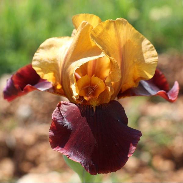 Iris 'Show Biz' Iris 'Show Biz'