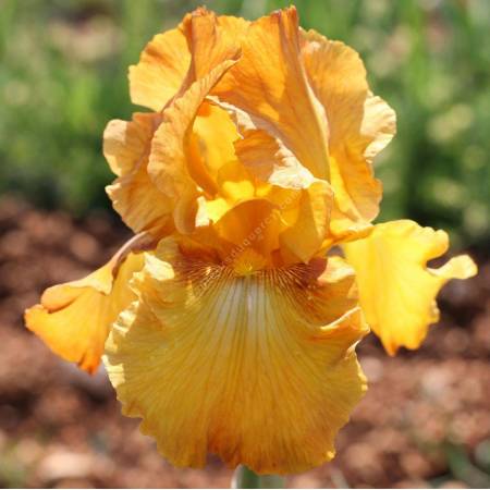 Iris 'Rustic Cedar'