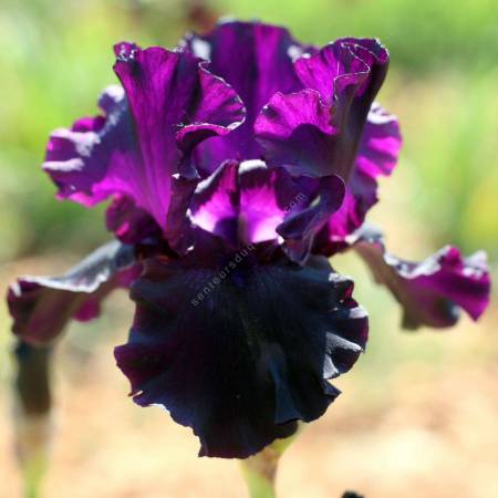 Iris 'Paint It Black'