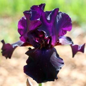 Iris 'Superstition'