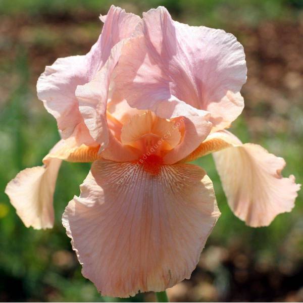 Iris 'Laurel Park' Iris 'Laurel Park'