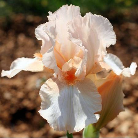 Iris 'Rival'