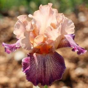 Iris 'Secret Melody'