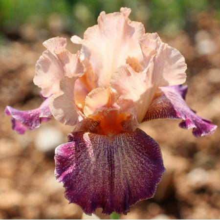 Iris 'Secret Melody'