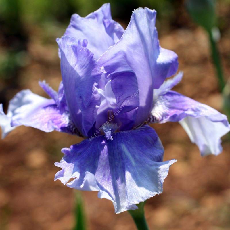 Iris 'Bugleboy Blues'