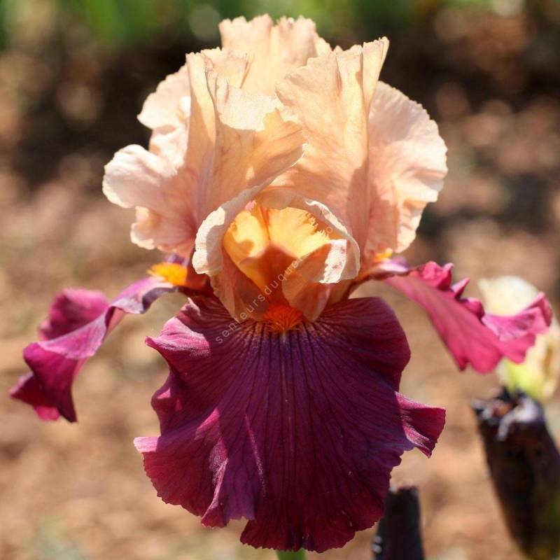 Iris 'Chinese New Year'