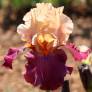 Iris 'Chinese New Year'