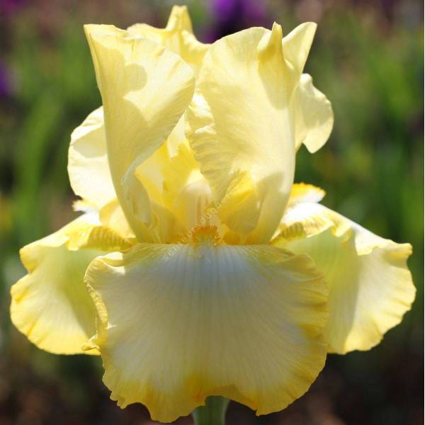 Iris 'Eastertime'
