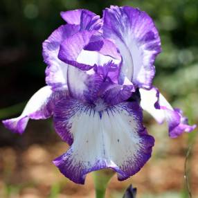 Grand Iris 'Odyssey' avec une fleur plicata violet bordé de blanc