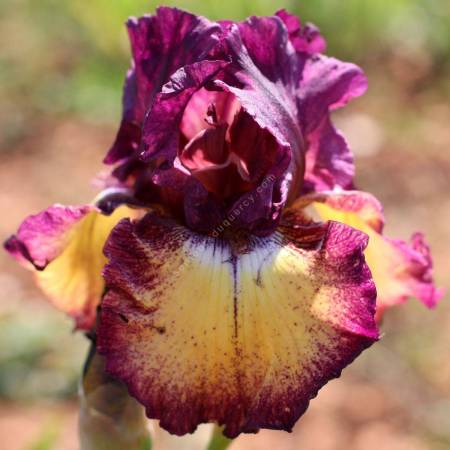 Iris 'Ostentatious'
