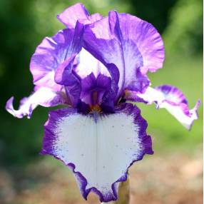 Iris 'Rare Quality'