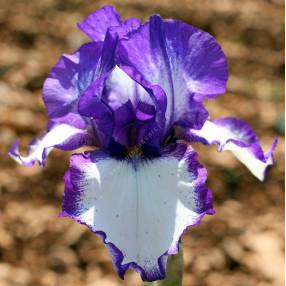 Iris 'Rare Quality'