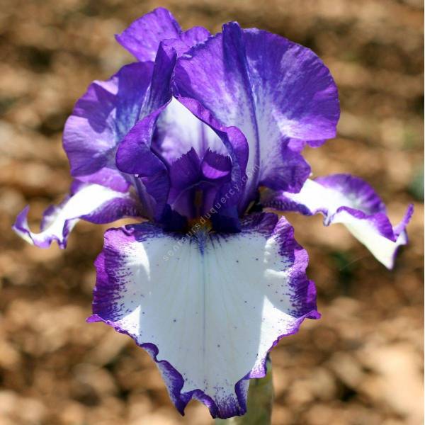 Iris 'Rare Quality' Iris 'Rare Quality'