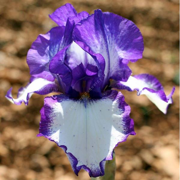 Iris 'Rare Quality'