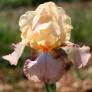 Iris 'Peach Picotee'