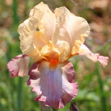 Iris 'Peach Picotee'
