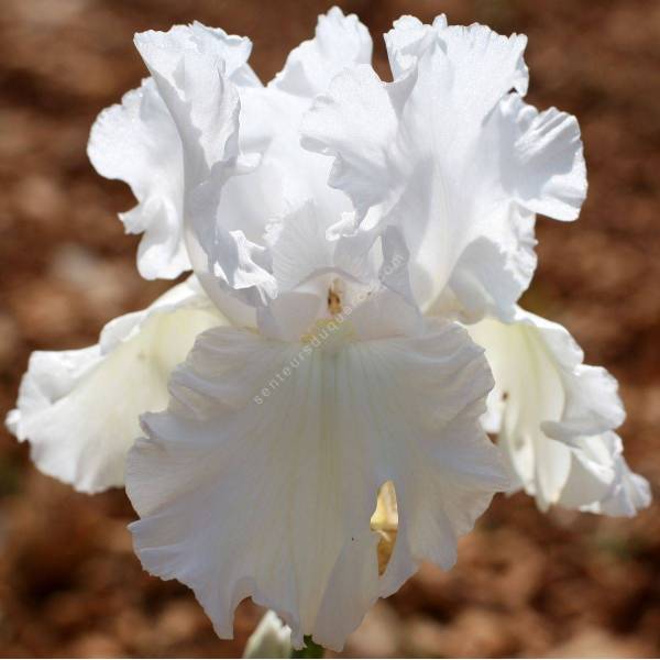 Grand iris de jardin 'Skating Party' blanc, vente en ligne