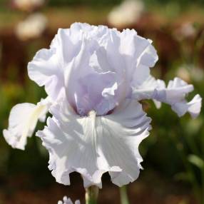 Iris 'Silverado'