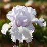 Iris 'Silverado'