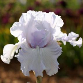 Iris 'Silverado'