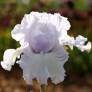 Iris 'Silverado'