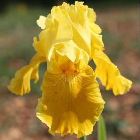 Iris 'Love The Sun'