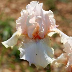 Iris 'Godsend'